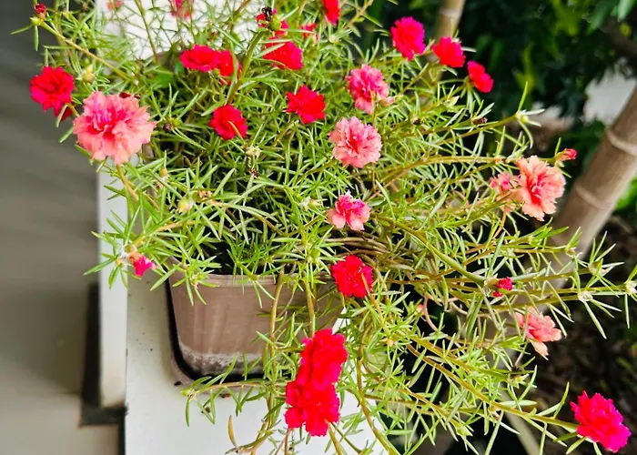 Kwatera prywatna Chamraoen's *